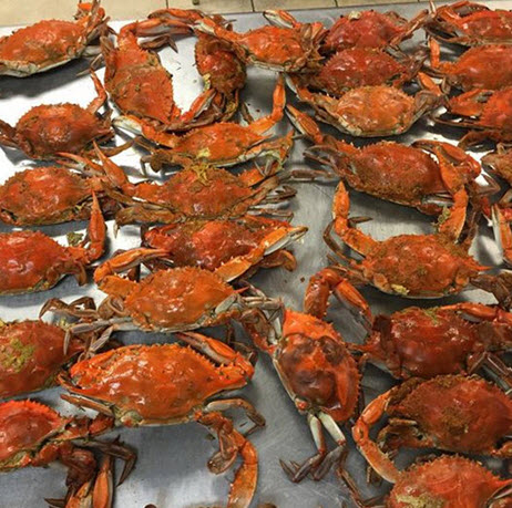 maryland hard crabs