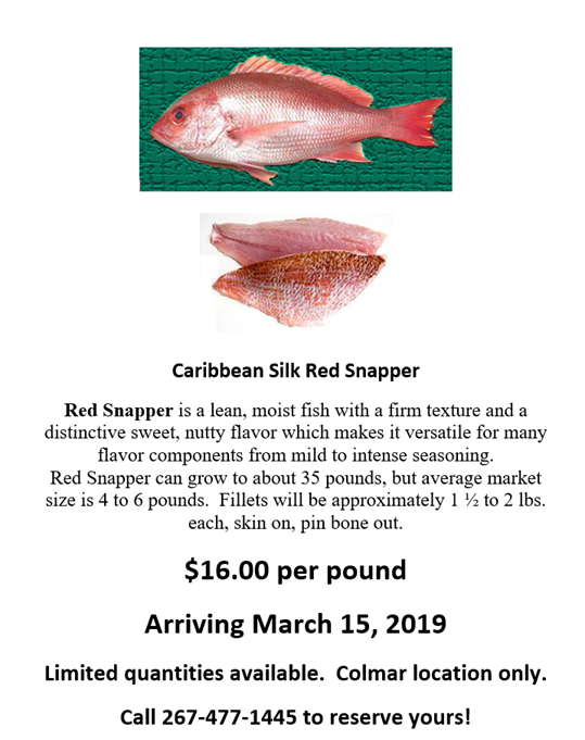 Caribbean silk red snapper