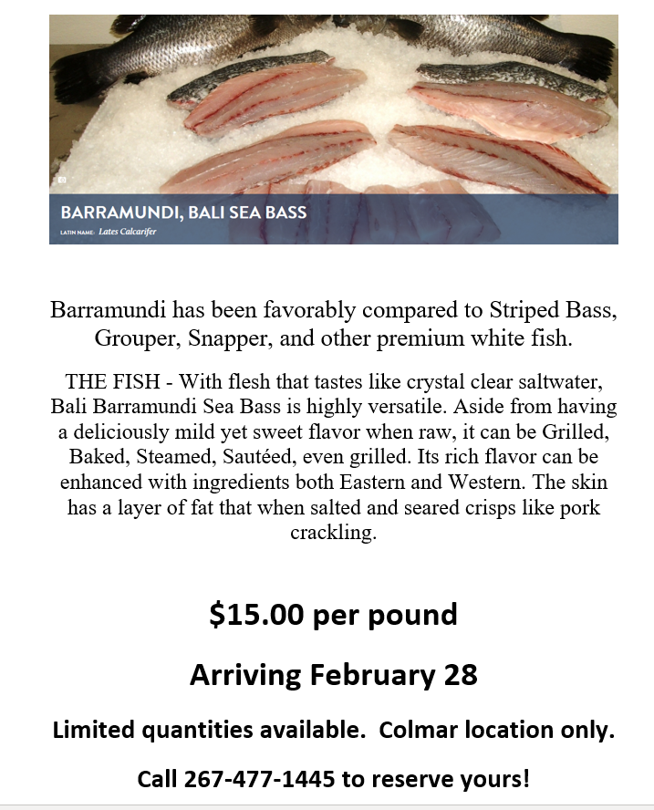 barramundi sea bass