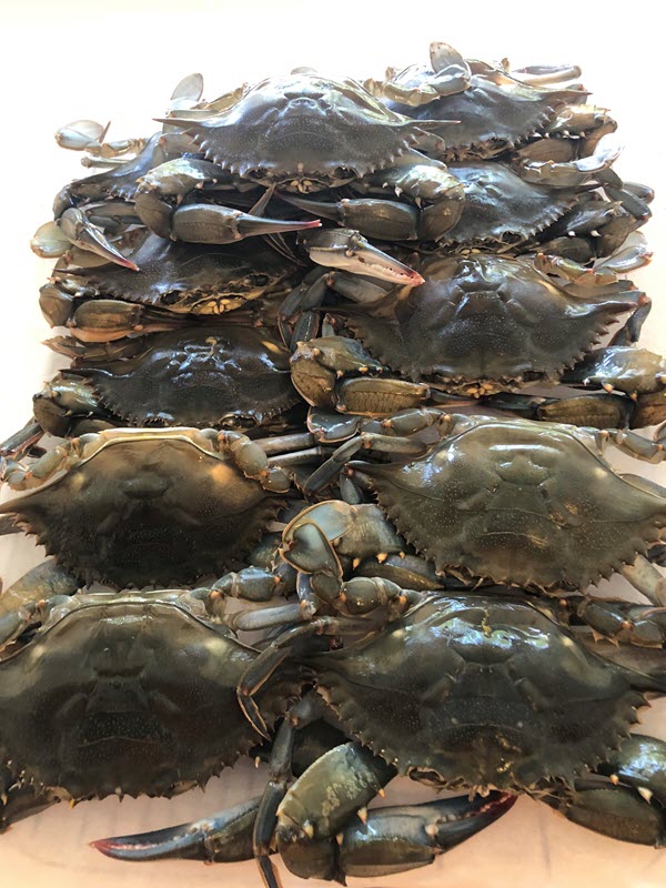 soft shell